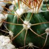 Melocactus _deinacanthus _GD50 _03